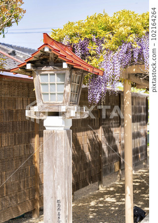 宮城縣岩沼市初夏的金雀水神社,九龍紫藤和燈籠 宮城縣岩沼市初夏的金雀水神社,九龍紫藤和燈籠 102164264