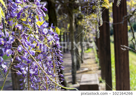 宮城縣白石市黃昏紫藤花的若林公園 宮城縣白石市黃昏紫藤花的若林公園 102164266