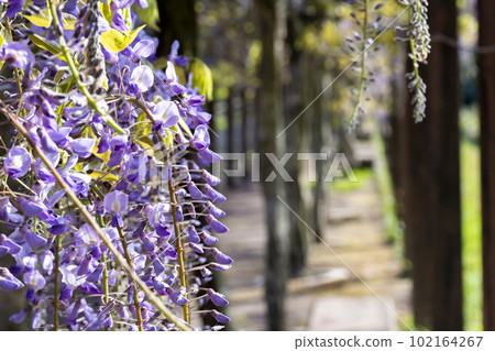 宮城縣白石市黃昏紫藤花的若林公園 宮城縣白石市黃昏紫藤花的若林公園 102164267