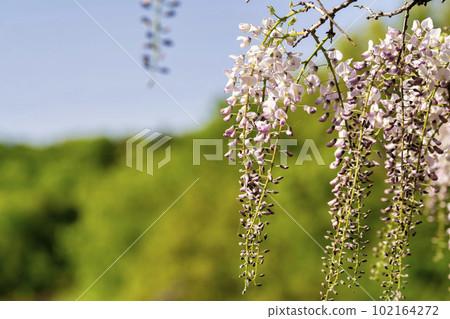 宮城縣白石市黃昏紫藤花的若林公園 宮城縣白石市黃昏紫藤花的若林公園 102164272