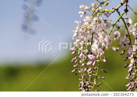 宮城縣白石市黃昏紫藤花的若林公園 宮城縣白石市黃昏紫藤花的若林公園 102164273