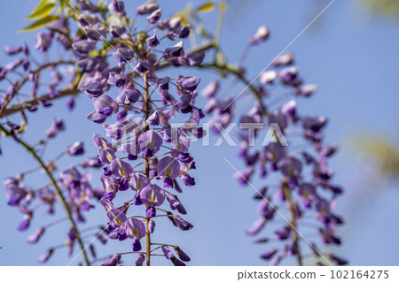 宮城縣白石市黃昏紫藤花的若林公園 102164275