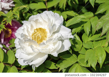 Kinjasui Shrine Gaien Peony Garden Flower in 初夏 盛開的牡丹 宮城縣岩沼市 Kinjasui Shrine Gaien Peony Garden Flower in 初夏 盛開的牡丹 宮城縣岩沼市 102164287