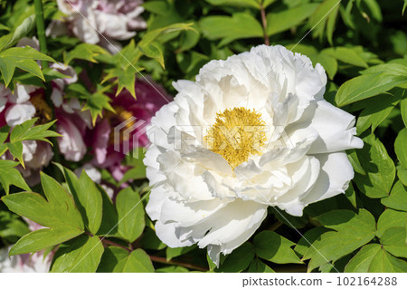 Kinjasui Shrine Gaien Peony Garden Flower in 初夏 盛開的牡丹 宮城縣岩沼市 102164288
