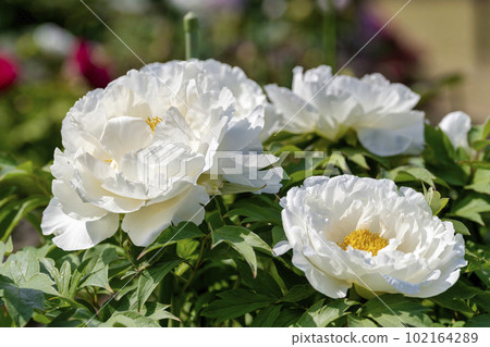 Kinjasui Shrine Gaien Peony Garden Flower in 初夏 盛開的牡丹 宮城縣岩沼市 Kinjasui Shrine Gaien Peony Garden Flower in 初夏 盛開的牡丹 宮城縣岩沼市 102164289