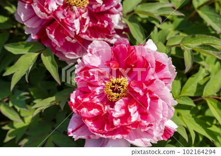 Kinjasui Shrine Gaien Peony Garden Flower in 初夏 盛開的牡丹 宮城縣岩沼市 Kinjasui Shrine Gaien Peony Garden Flower in 初夏 盛開的牡丹 宮城縣岩沼市 102164294