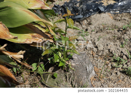 一根新樹枝從櫻桃樹的樹樁上冒出來 一根新樹枝從櫻桃樹的樹樁上冒出來 102164435