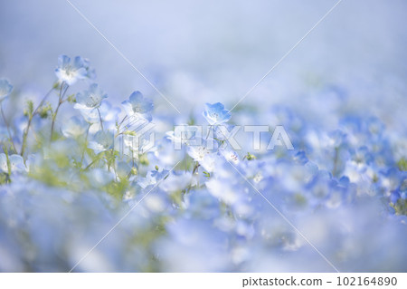 美麗的藍色nemophila 美麗的藍色nemophila 102164890
