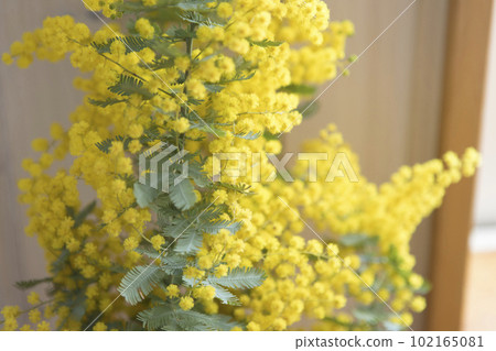 mimosa flower closeup mimosa flower closeup 102165081
