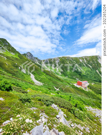 Senjojiki curl (summer) 102165204