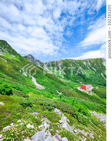 Senjojiki curl (summer) 102165205