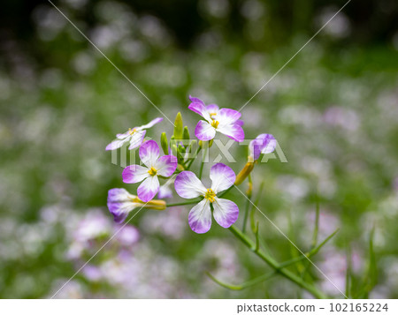 Flowers of hamadaikon (hama radish) blooming in spring Flowers of hamadaikon (hama radish) blooming in spring 102165224