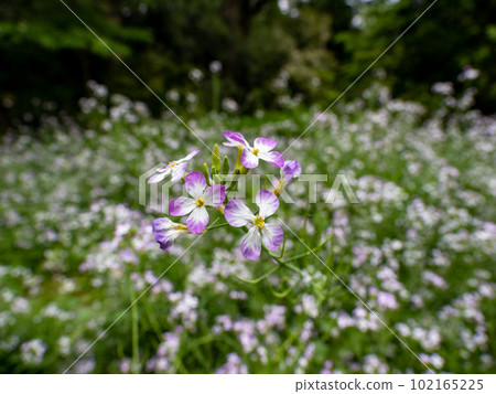 Flowers of hamadaikon (hama radish) blooming in spring Flowers of hamadaikon (hama radish) blooming in spring 102165225