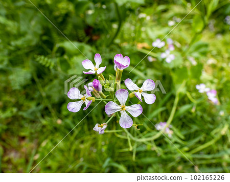 Flowers of hamadaikon (hama radish) blooming in spring 102165226