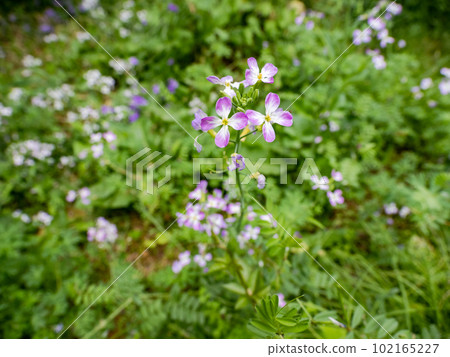 Flowers of hamadaikon (hama radish) blooming in spring Flowers of hamadaikon (hama radish) blooming in spring 102165227