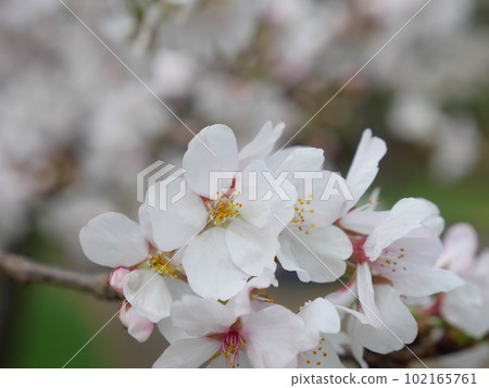 Cherry blossom 102165761