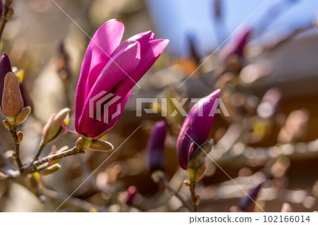 Spring breeze and purple magnolia flower 102166014