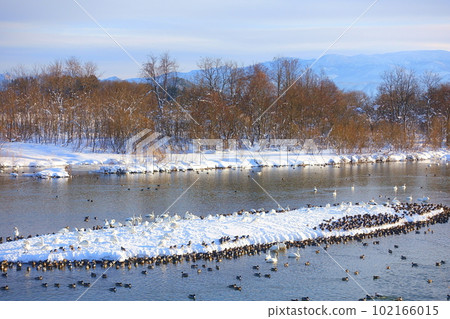 Swans, ducks, migratory birds, Kubota waterside school, Yonezawa 102166015