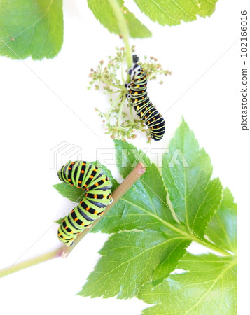 燕尾蝴蝶 燕尾蝴蝶 燕尾蝴蝶 Butterfly butterfly 102166016