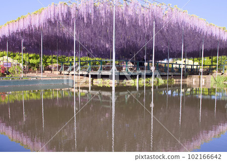 Ocho wisteria at Ashikaga Flower Park, Ashikaga City Ocho wisteria at Ashikaga Flower Park, Ashikaga City 102166642