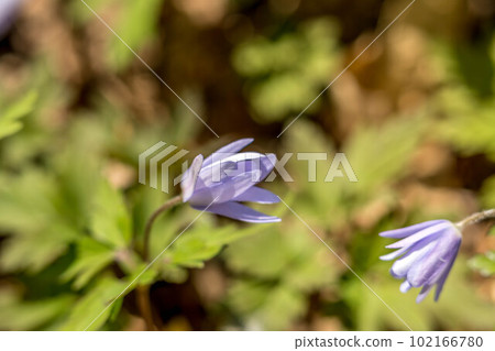 預示春天到來的花——菊花 102166780