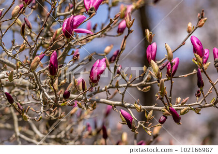 Purple magnolias, cherry blossoms, and spring sunshine Purple magnolias, cherry blossoms, and spring sunshine 102166987