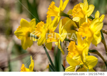 Spring sunshine and yellow daffodils in full bloom 102167463