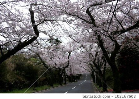 Cherry blossom tunnel at Izukogen Cherry blossom tunnel at Izukogen 102167608
