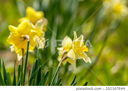 水仙在春風中搖曳 102167644