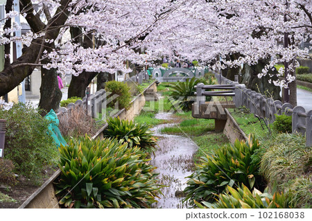 Row of cherry blossom trees in Setagaya Fukasawa/Nekagawa Water Park Row of cherry blossom trees in Setagaya Fukasawa/Nekagawa Water Park 102168038