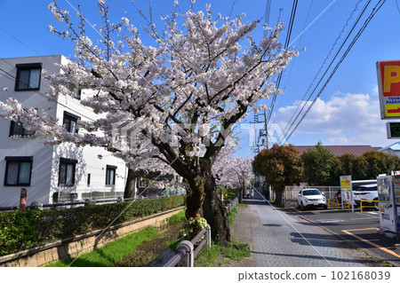 Row of cherry trees in Setagaya Fukasawa Nigawa Shinsui Park 102168039