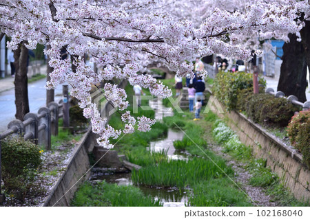Row of cherry trees in Setagaya Fukasawa Nigawa Shinsui Park 102168040