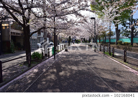 Row of cherry trees next to Higashi-Fukasawa Elementary School on the Fukasawa River Green Road in Setagaya 102168041