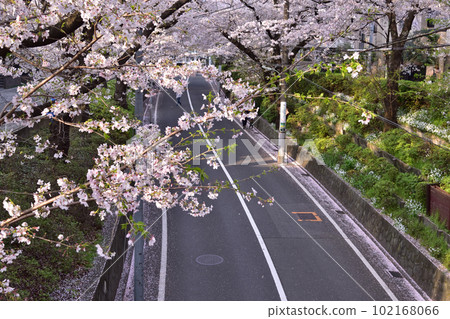 大田區田園調布櫻坂 大田區田園調布櫻坂 102168066