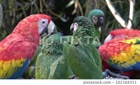 Group of Ara parrots, Red parrot Scarlet Macaw, Ara macao Group of Ara parrots, Red parrot Scarlet Macaw, Ara macao 102168351