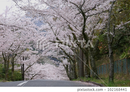 在伊豆高原的櫻花隧道 在伊豆高原的櫻花隧道 102168441