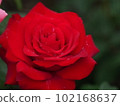 Glowing water droplets on red rose petals, drops, morning dew, close-up, macro 102168637