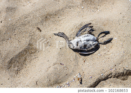Dead bird on the seashore, close up Dead bird on the seashore, close up 102168653