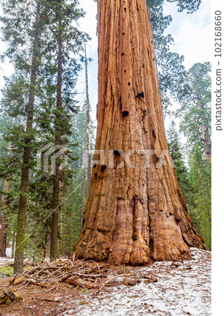 Giant Sequoia trees in Yosemite Park Giant Sequoia trees in Yosemite Park 102168660