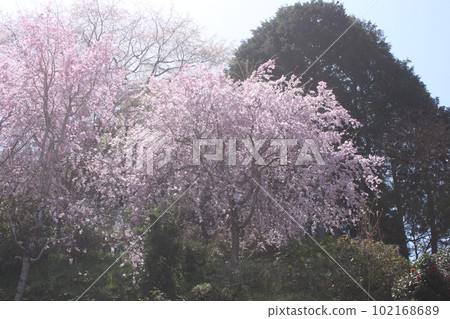 Spring scenery of Mount Yoshino, a World Heritage Site in Nara Prefecture Spring scenery of Mount Yoshino, a World Heritage Site in Nara Prefecture 102168689