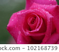 Drops of water glittering on pink rose petals, drops, morning dew, close-up, macro 102168739