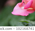 Drops of water glittering on pink rose petals, drops, morning dew, close-up, macro 102168741