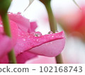 Drops of water glittering on pink rose petals, drops, morning dew, close-up, macro 102168743