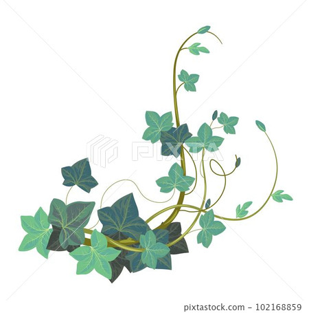 Ivy climbing plant, evergreen exotic botany vector 102168859