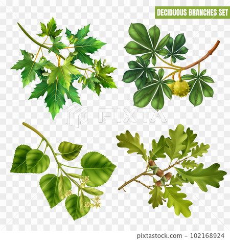 Realistic Tree Branches Set Realistic Tree Branches Set 102168924