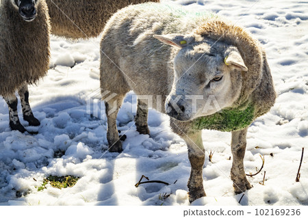 Flock of sheep at a snow covered meadow in County Donegal - Ireland 102169236