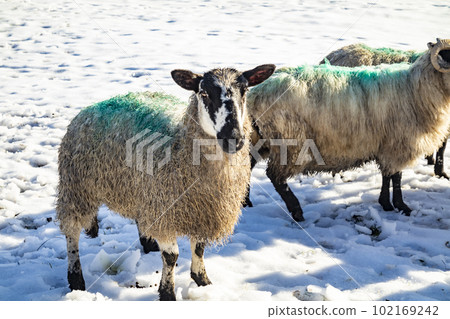 Flock of sheep at a snow covered meadow in County Donegal - Ireland Flock of sheep at a snow covered meadow in County Donegal - Ireland 102169242