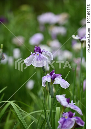 Japanese iris flowers in Ageo Maruyama Park Japanese iris garden Japanese iris flowers in Ageo Maruyama Park Japanese iris garden 102169368