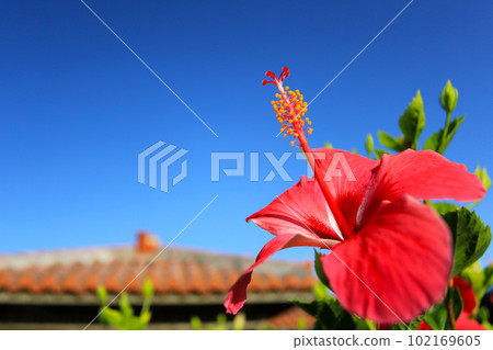 Okinawa red hibiscus, red tiled roof, shisa and blue sky 102169605