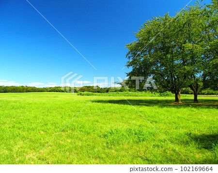 仲夏草甸和水本公園景觀與樟樹 102169664